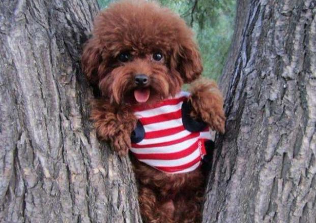 想养泰迪这6个缺点你可得想好了,新手别养泰迪六大原因