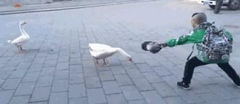 蛇吃老鼠被打死,大蛇掉进老鼠窝里被活活咬死