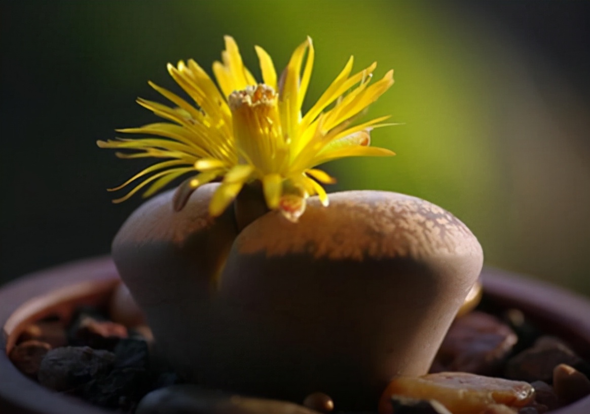 比较可爱的多肉植物,又萌又可爱的多肉植物