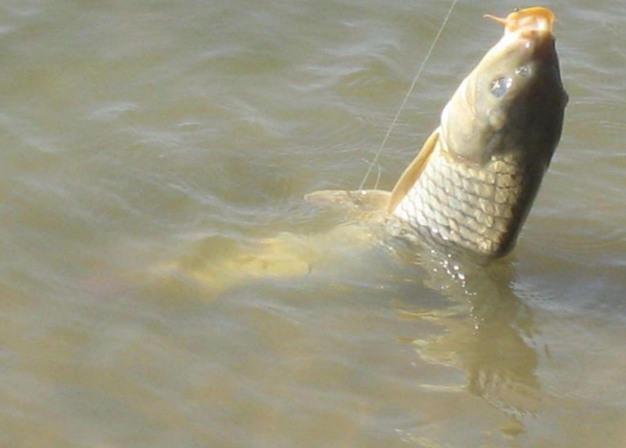 钓鱼新手先学钓什么鱼,钓好鱼要合理的选择和搭配