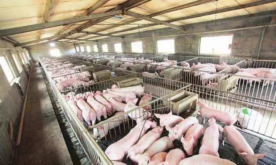 丁磊养猪成功的启示,丁磊谈京东养猪