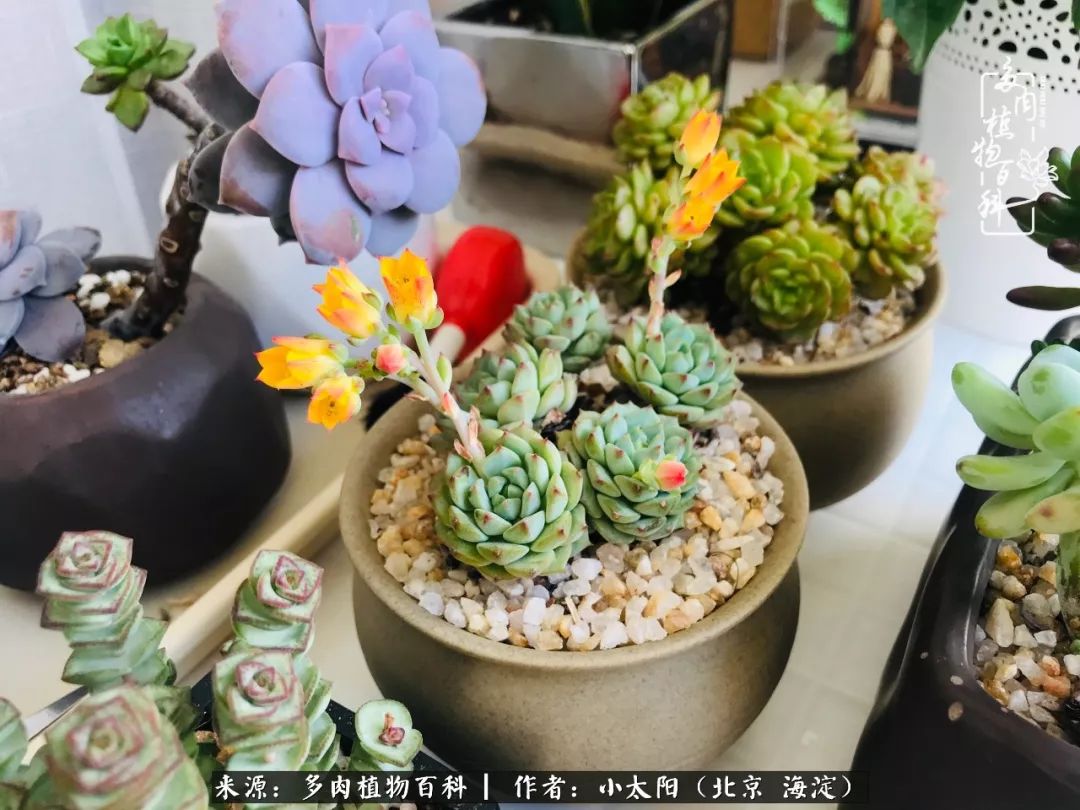 来自多肉的顽强生命力,与多肉朝夕相伴的美好时光