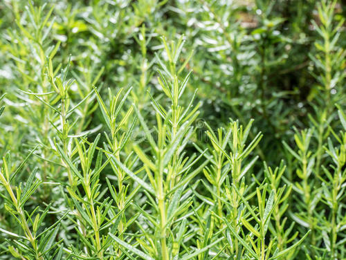 满脸粉刺皮肤油腻不堪，5个方法轻松解决，素颜也像化了妆一样