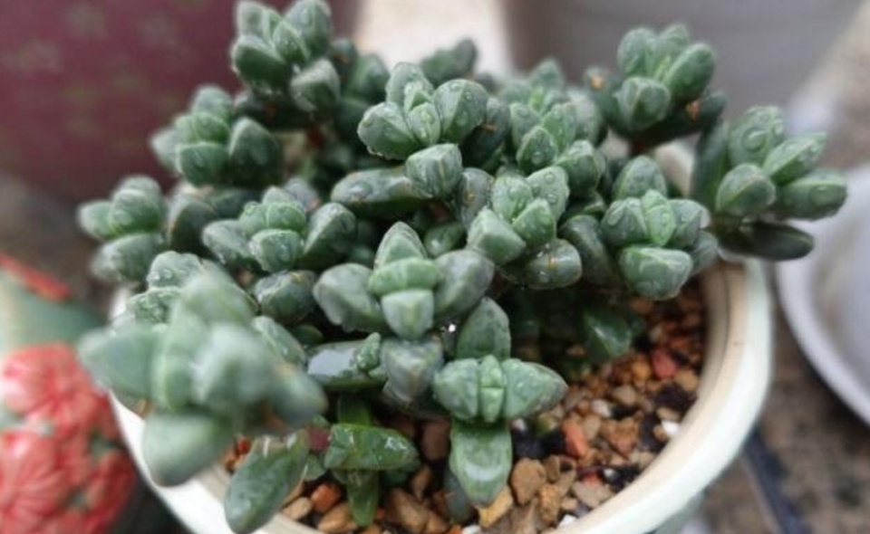 小伙直播卖樱桃挣百万,山东小伙直播卖货