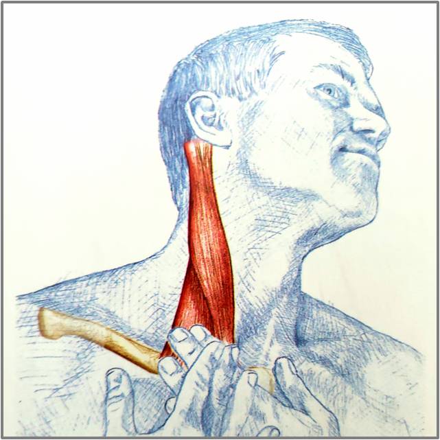 颈部的锻炼方法脖子酸胀,颈部舒缓拉伸动作