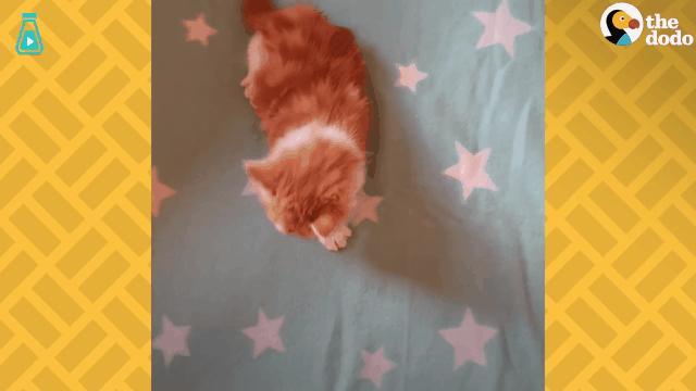 如果你遇到一只流浪猫你会怎么做,如果你遇到流浪猫你该怎么办