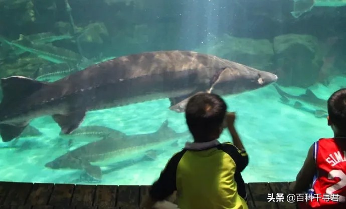 世界上最大的淡水鱼欧洲鳇,欧鳇是食肉鱼吗