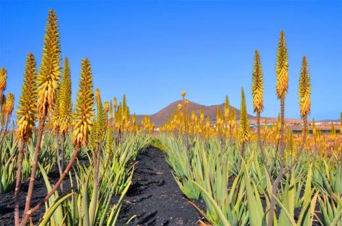是不是所有的芦荟品种都没有毒,是不是所有的芦荟都会长小芦荟