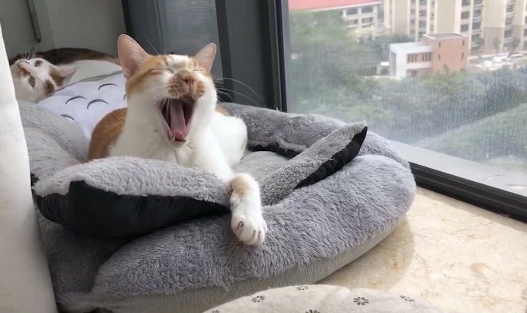 猫突然不吃食物怎么办,猫咪突然不吃猫粮豆瓣