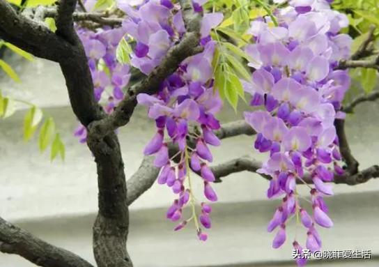 爬墙种植物大全,爬墙类绿植家种