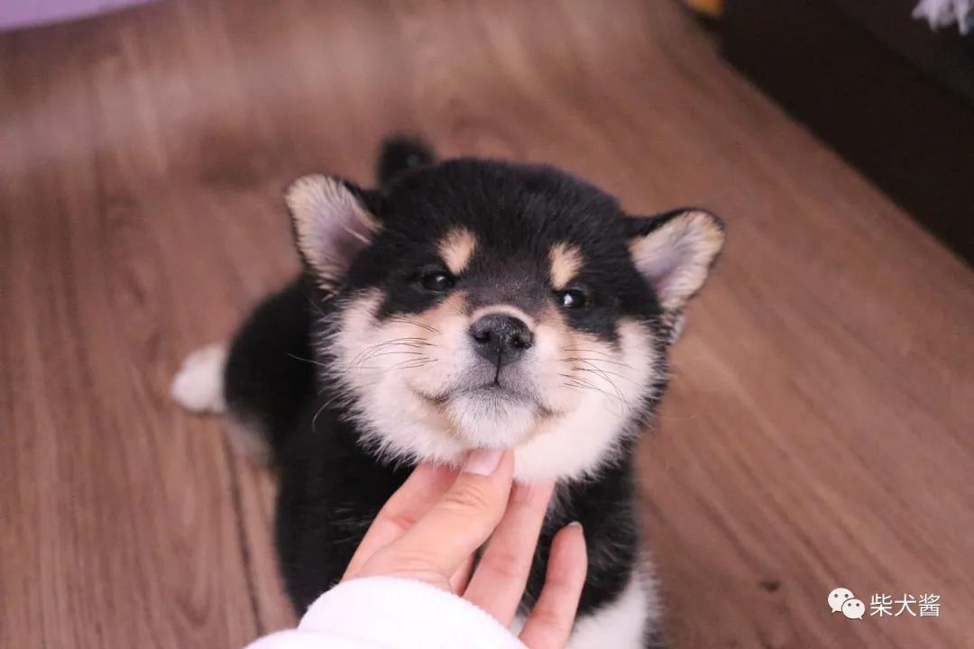 柴犬太瘦怎么增肥,柴犬特别瘦怎么办如何让柴犬变胖