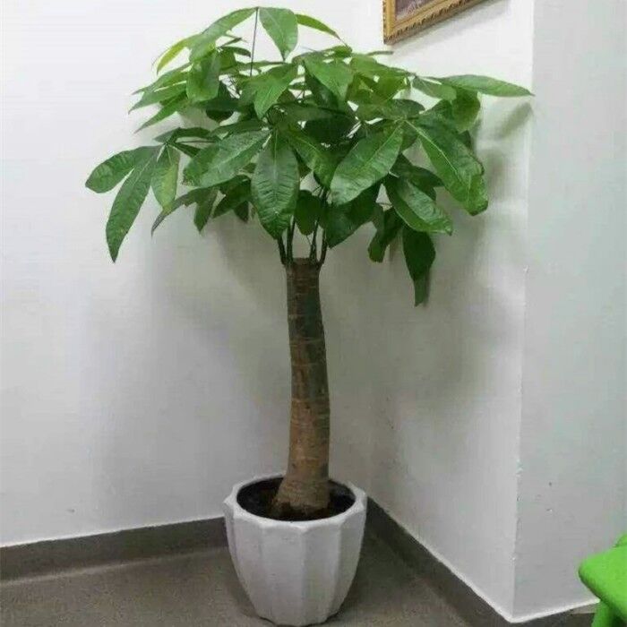 寓意吉祥的3种花洋气又旺家,四种花适合年底养好看而且寓意好