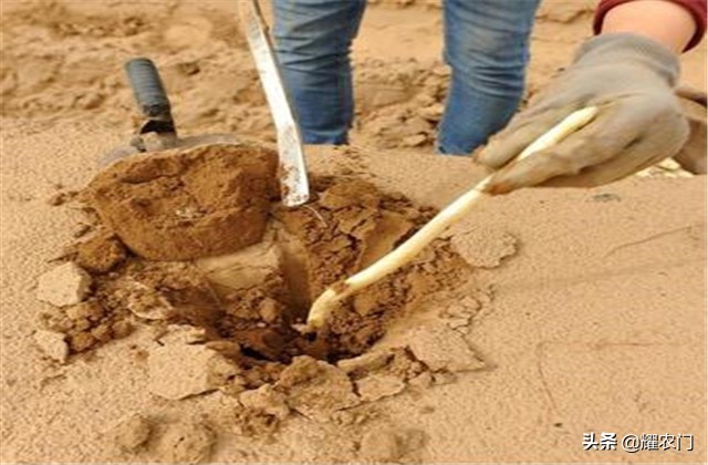 白芦笋的种植方法和时间,芦笋怎样种植比较好吃