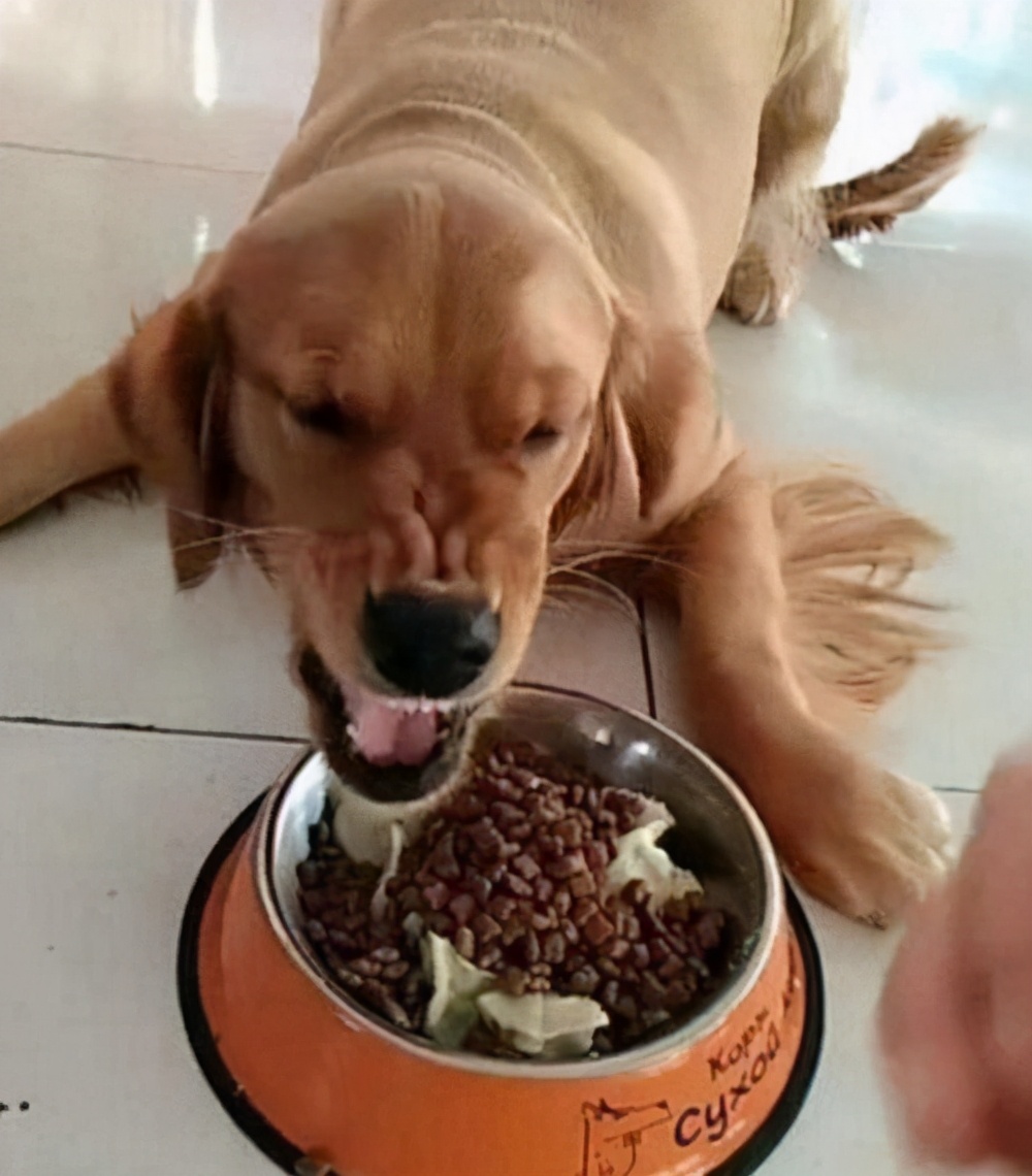 狗狗为什么会护自己的便便,泰迪狗狗护食的正确教育方法