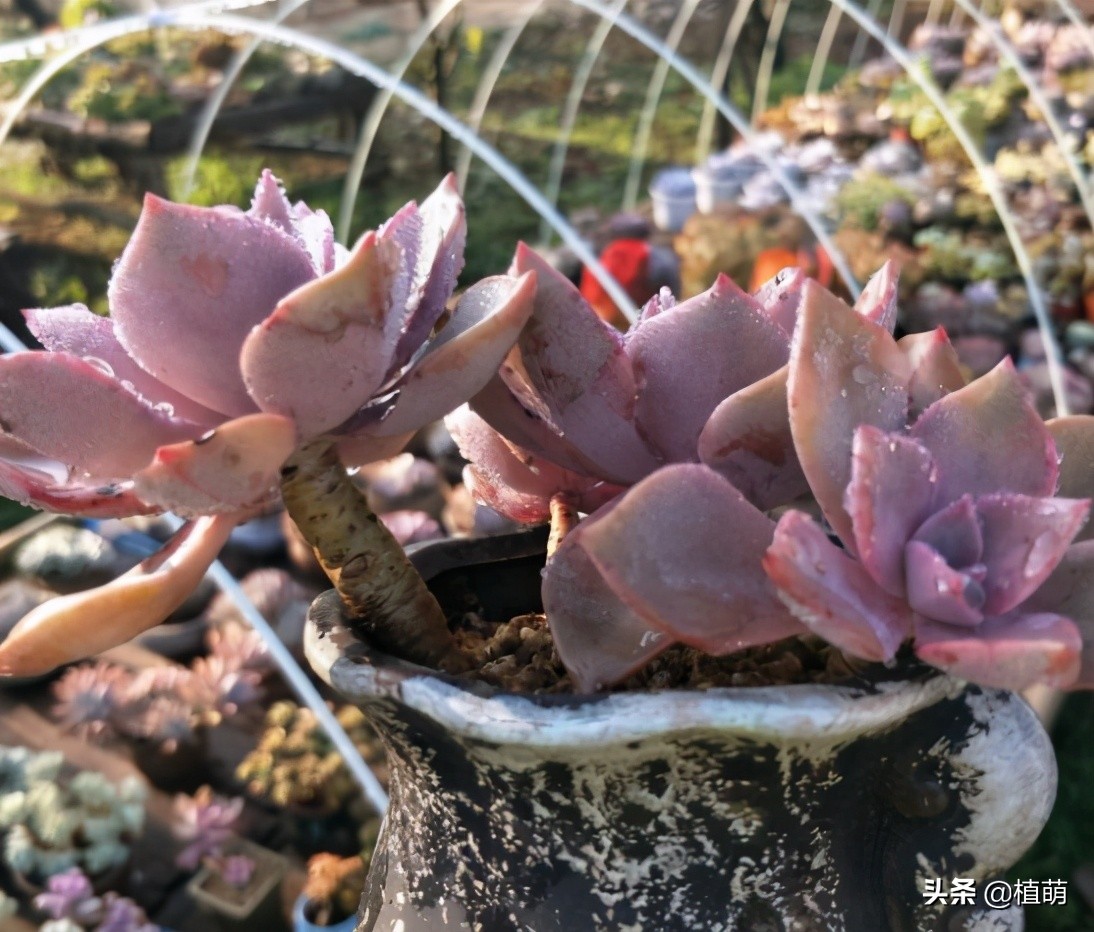 初恋老桩，曾经15元没人要，经过肉友造型后，一年后完美逆袭