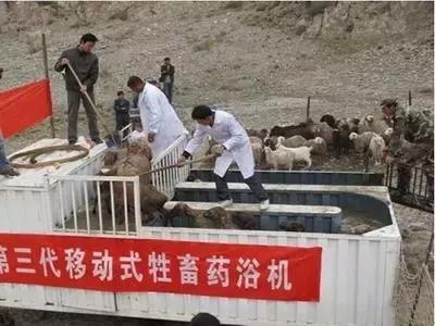 怎么给羊驱虫用什么药最好,羊药浴用药配比方法