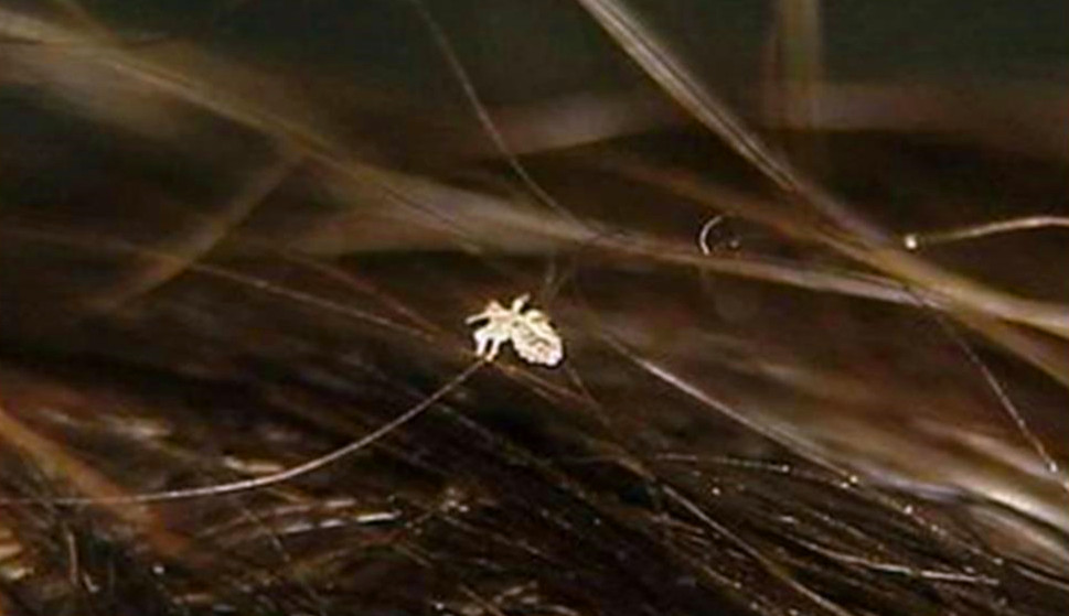 同人类祖先同时进化的人,人类进化了这么久为何还自相残杀