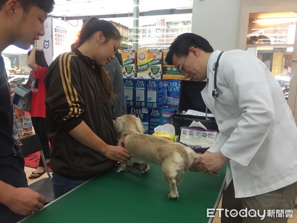 汪等待健检皮皮挫！　她养柴6年才知毛孩牙结石