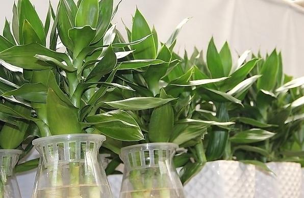 刚买回来的富贵竹怎么不发芽,买的富贵竹不生根怎么办