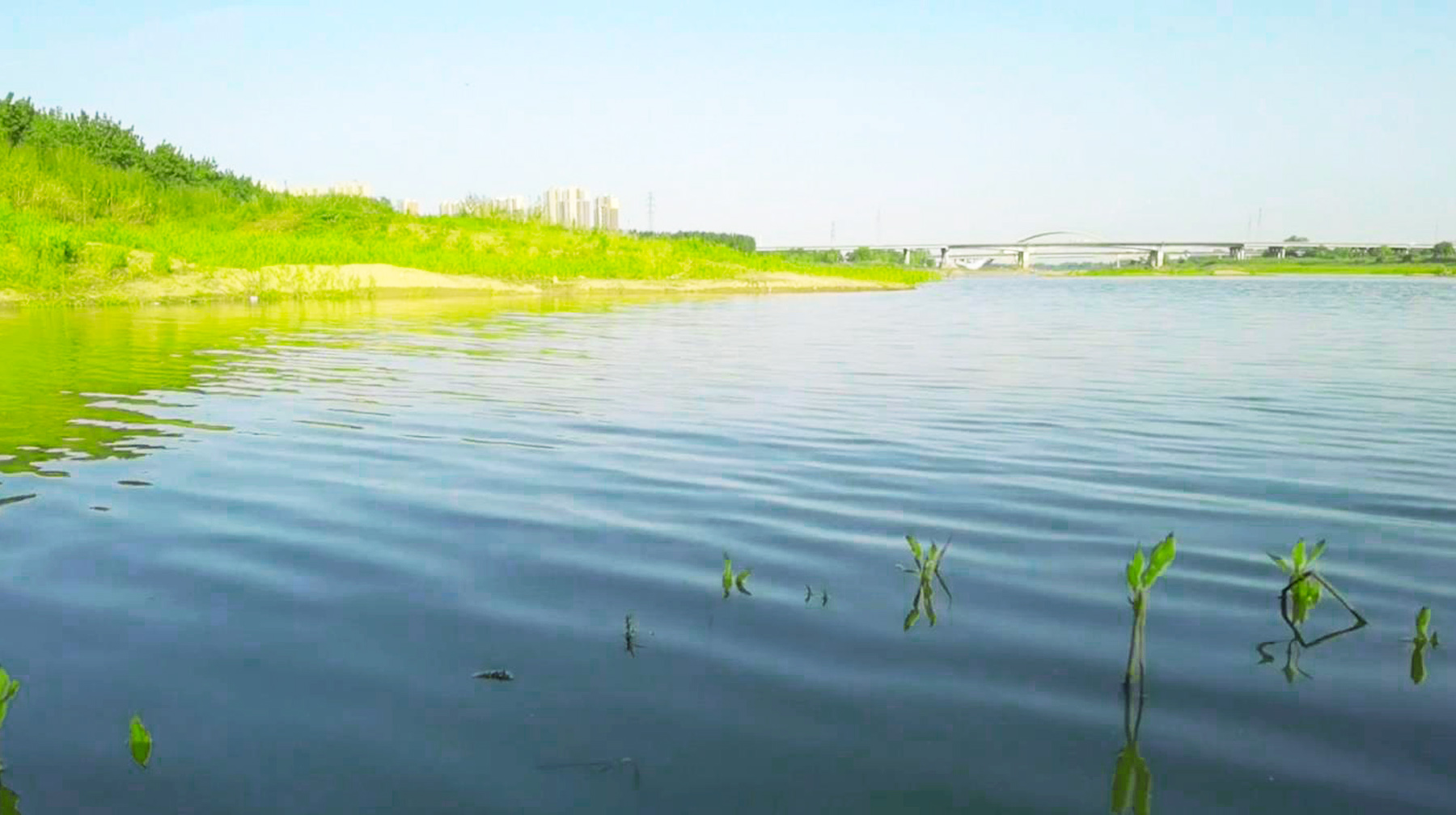 武汉长江江心惊现一条小路,武汉长江大桥下面江边