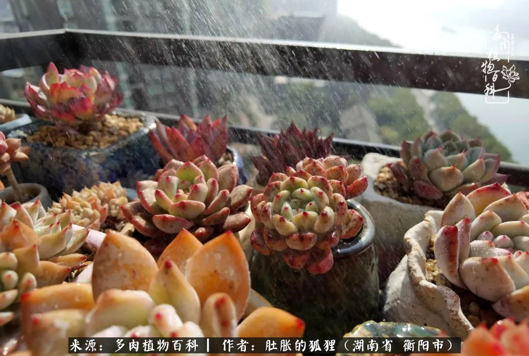 多肉用大盆养好还是用小盆养,多肉用石子养好还是用土养好