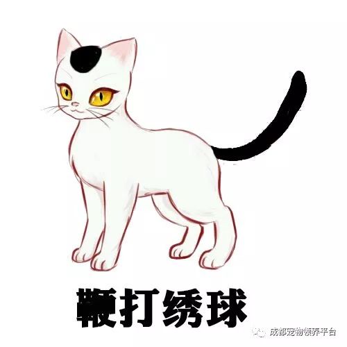 谁说土猫无名猫?快来围观古代猫谱,你家有没有镇宅神兽!