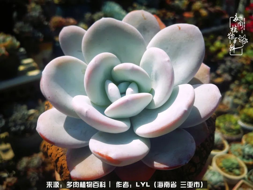 开挂区养多肉,非开挂区怎么把多肉养出状态