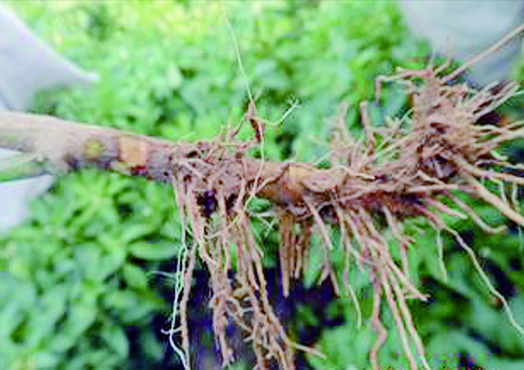 辣椒根腐病痊愈过程,辣椒根腐病立枯怎么治疗