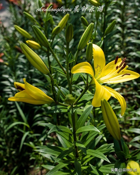 百合哪种颜色的花好闻,寓意好的花百合
