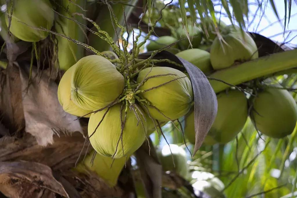 过期椰子油的六大妙用,椰子油能用于煎炸吗