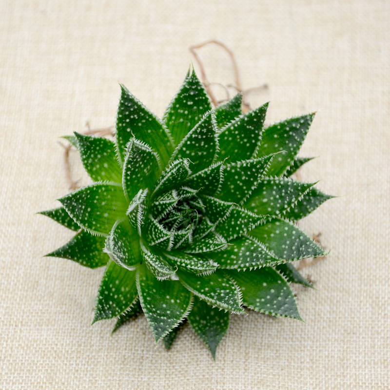 耐阴多肉植物室内,30种耐阴植物室内盆栽