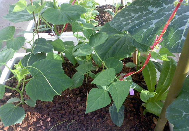 豆角落叶落花还发黄是什么原因,豆角开花少的原因及解决方法