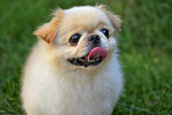 狗狗的报复心理学,狗狗的报复视频大全