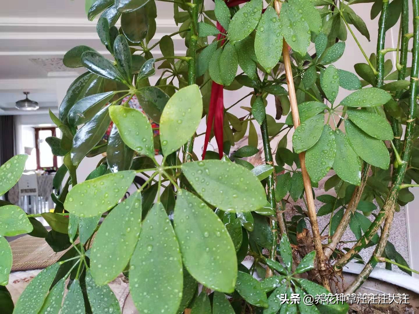 八方来财怎么养才能枝繁叶茂,八方来财叶子发黄脱落怎样挽救