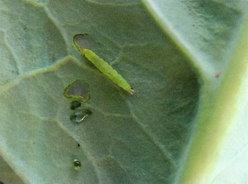 小菜蛾用诱虫灯能灭吗,小菜蛾几乎对所有药剂都有抗药性