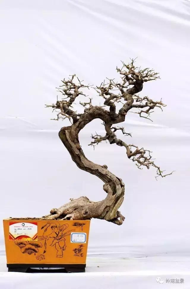 一盆盆景佳作究竟应该是怎样的,大师级盆景作品欣赏