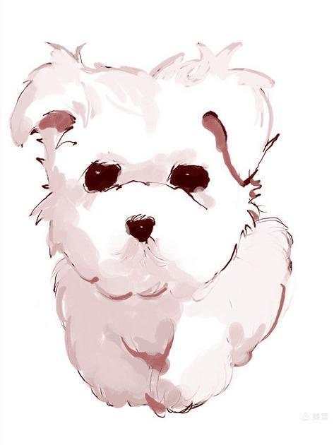 一只叫毛毛的金毛狗,小狗毛毛的视频