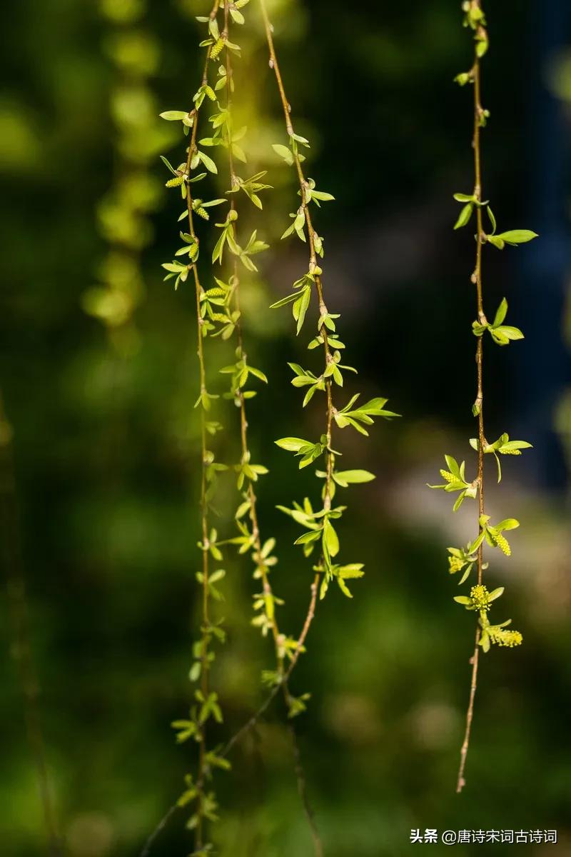 垂柳青青春意浓,杨柳依然春意浓