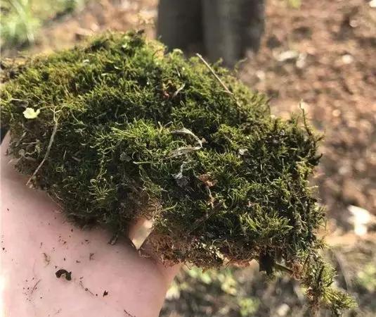 这6种碎渣渣，养花当土又当肥，比激素还有劲儿