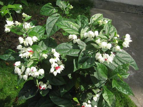 养龙吐珠有什么忌讳,养龙吐珠花用多大盆适合