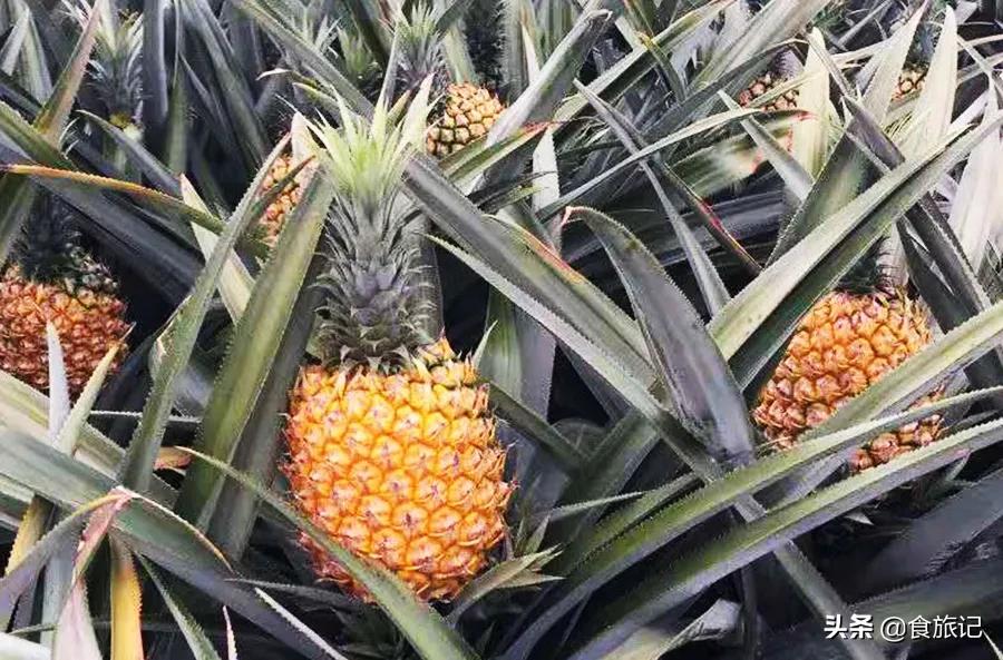 菠萝和香水菠萝什么区别,香水菠萝和海南菠萝区别