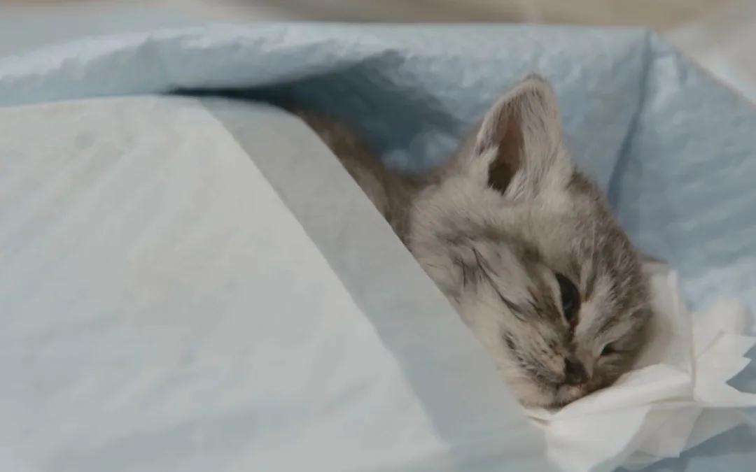 猫咪经常呕吐是什么原因及治疗,猫咪呕吐棕黄色的东西是怎么回事