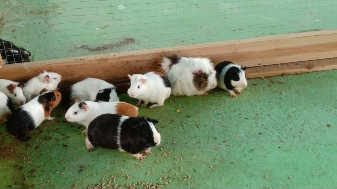 肇庆彩虹滑道在哪里,肇庆五天旅游攻略路线推荐