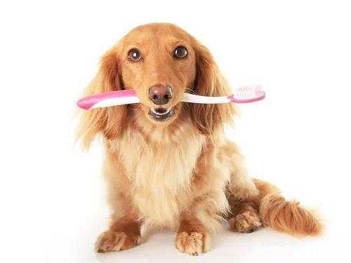 狗狗身上的异味怎样去除,家里养狗狗怎么去除异味呢