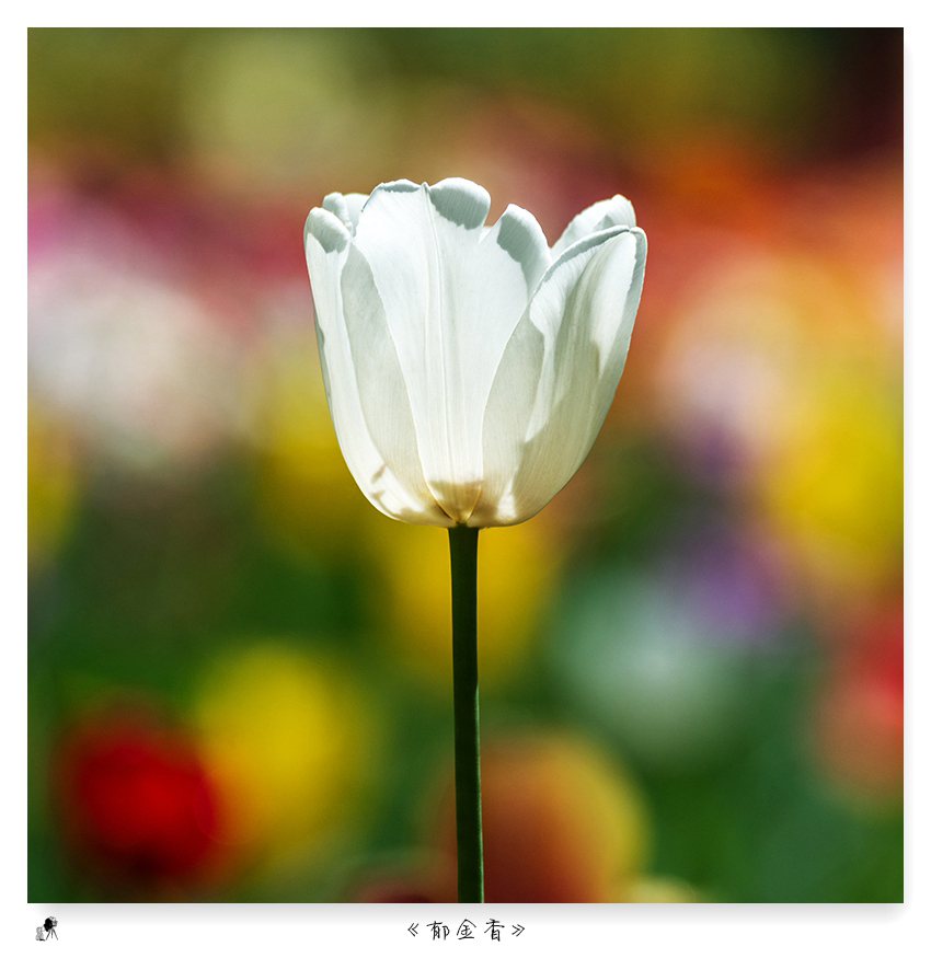 郁金香（turban）——爱情的花语，美丽的丝巾