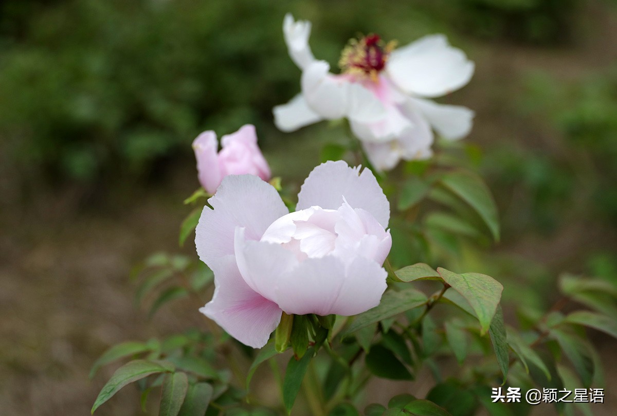 宁波牡丹花园有哪些,宁波古今牡丹园
