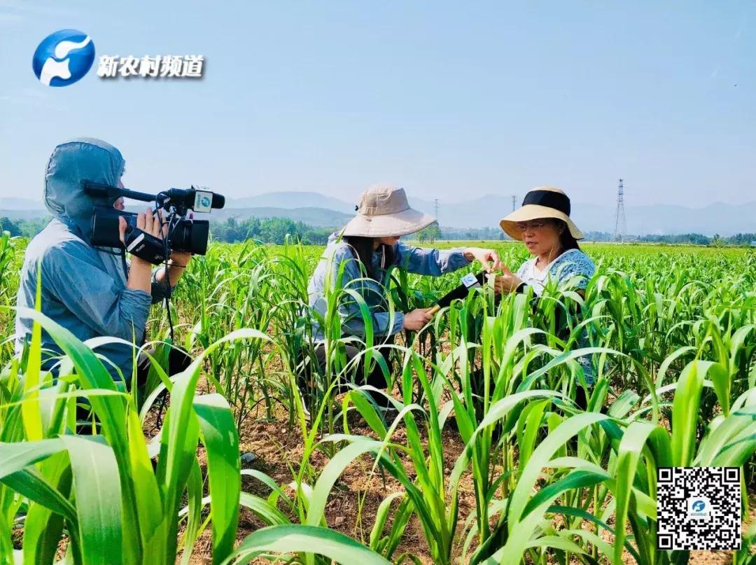 谷子病虫害防治技术宣传画册,谷子病虫害中午可打农药吗