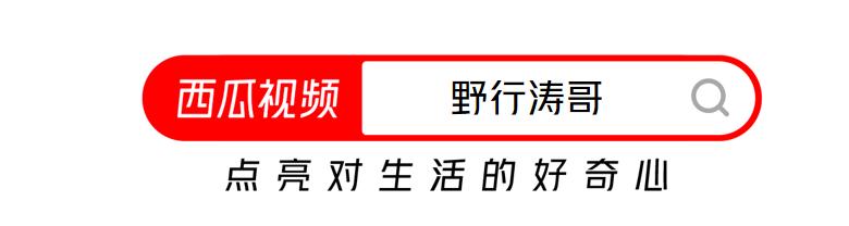 不靠颜值却偏偏要靠实力？此鱼身披黄金甲！西瓜视频邂逅黄金河虎