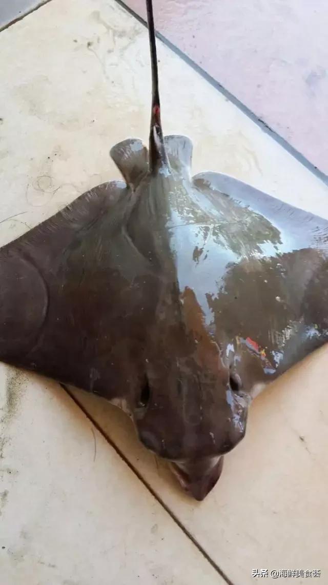 常见的鱼虾蟹等海鲜的认识,虾蟹类海鲜大全