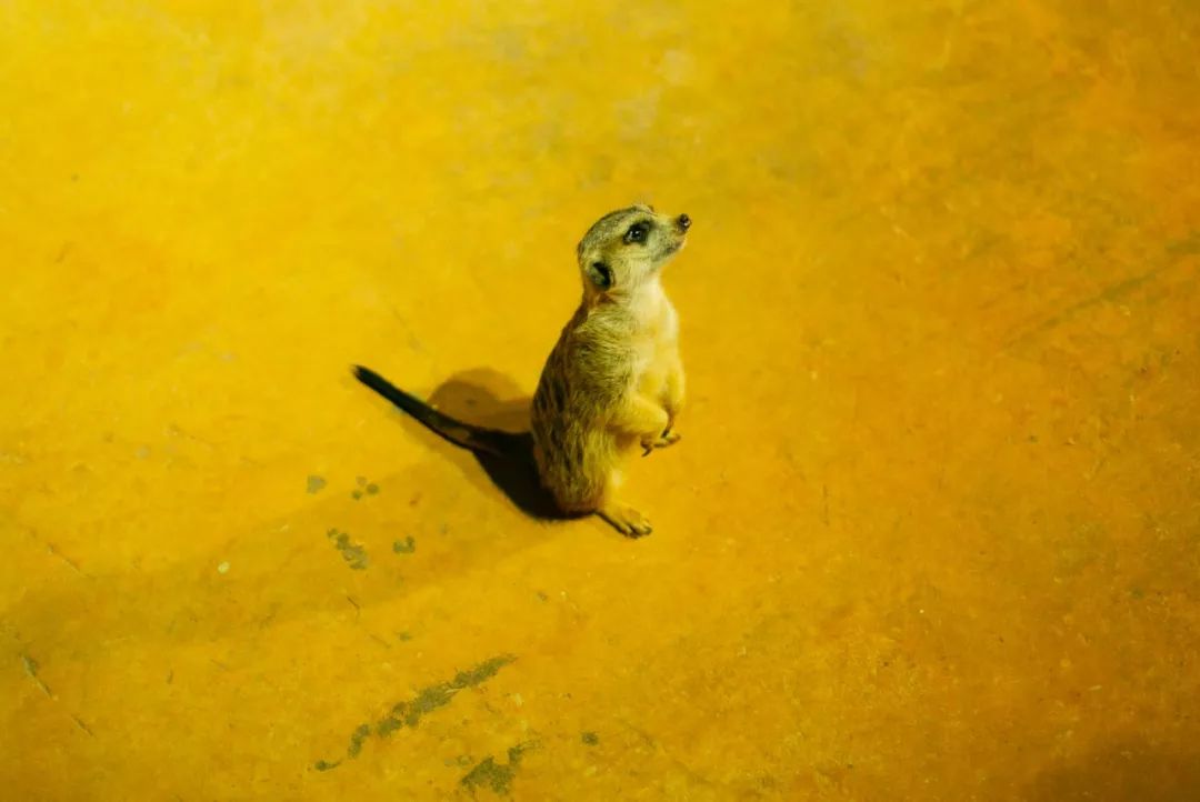 海洋剧场秀、丛林萌宠乐园、风车向阳花，昆明热闹新春，属于它